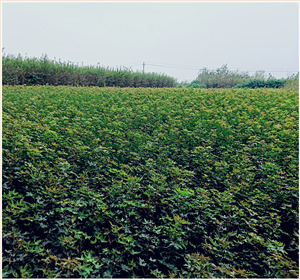 元宝枫批发分享元宝枫繁殖管理技巧